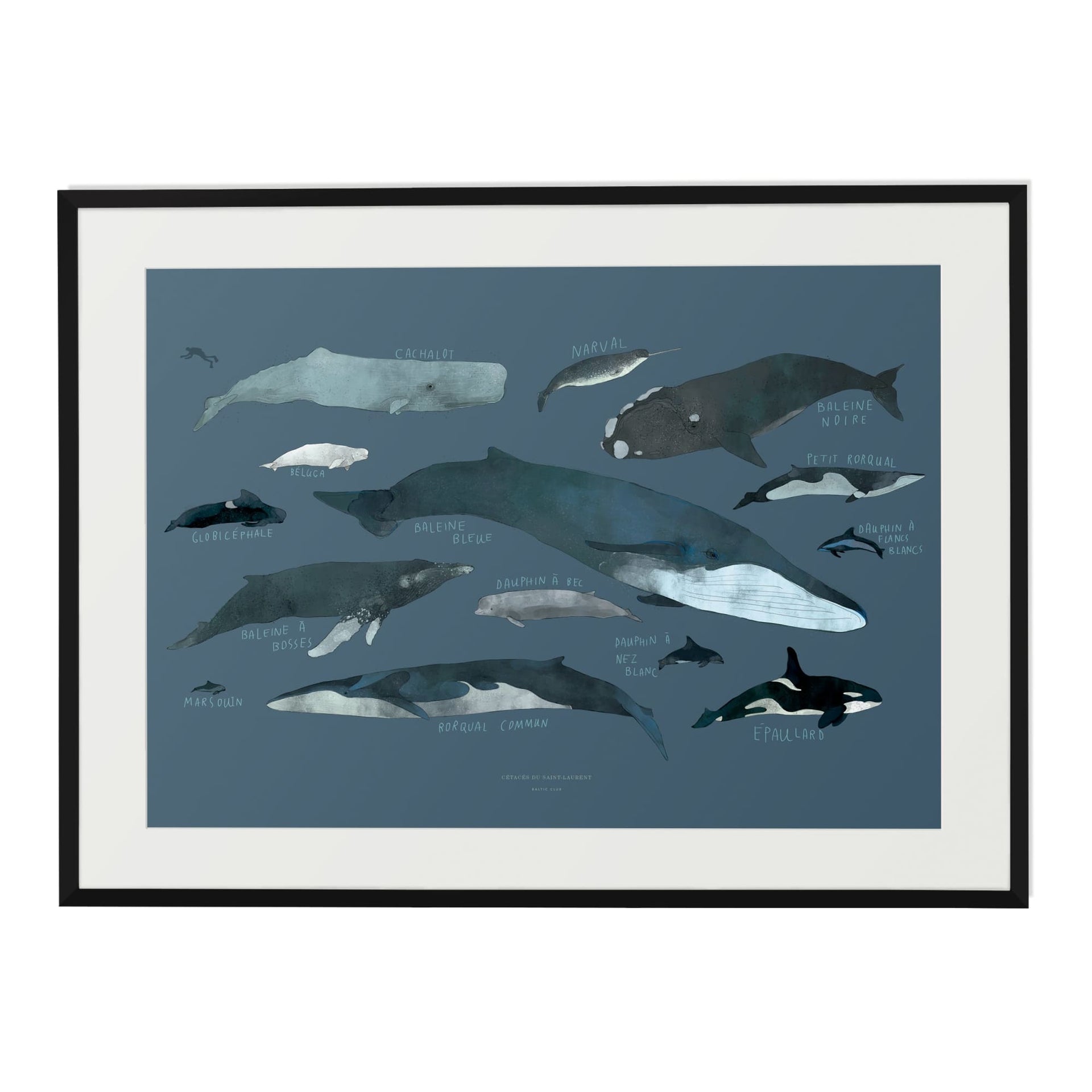 Baltic Club - Whales Art Print